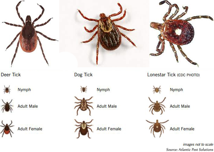 The Link Between Deer Tick And Lyme