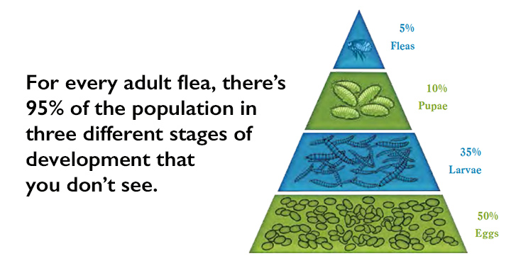 Flea Development Chart