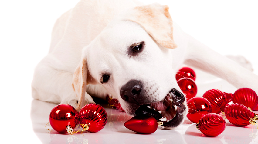 Dog eating ornaments