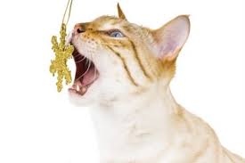 cat eating ornament