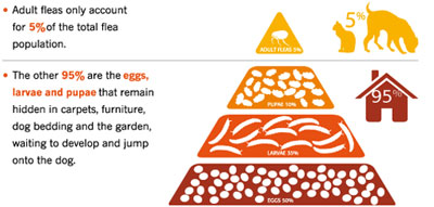 Flea Life Cycle Infographic