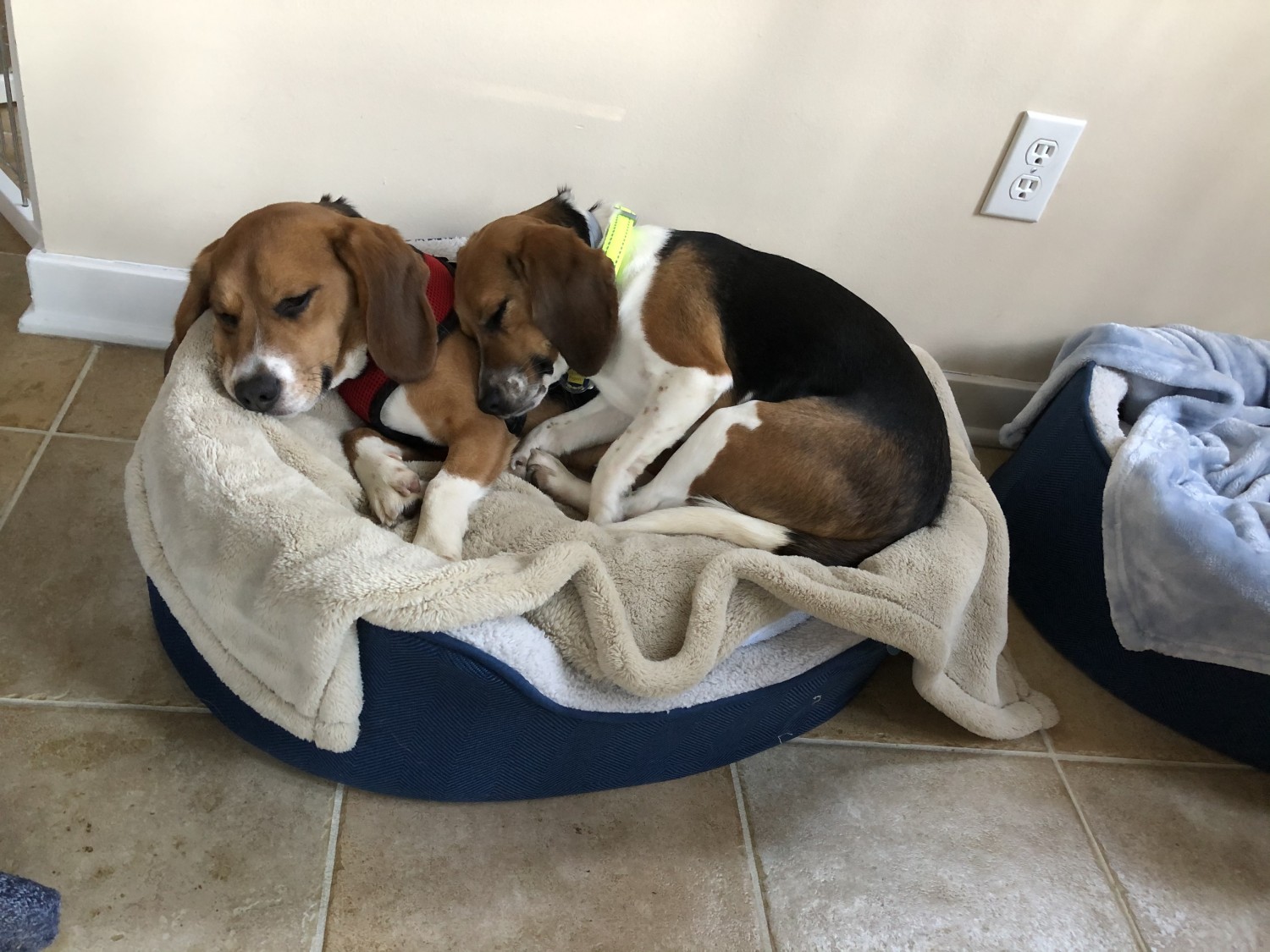 Animal Doctor of Weston Veterinarian serving Weston, Westport and