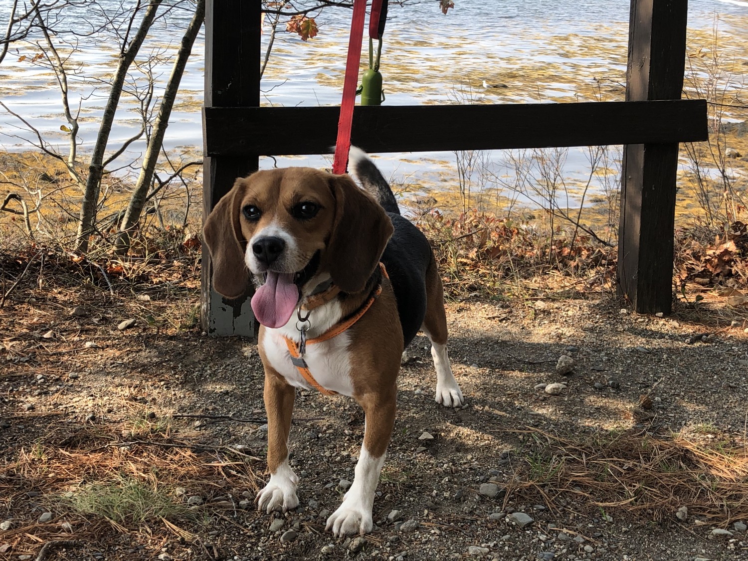 Animal Doctor of Weston Veterinarian serving Weston, Westport and