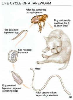 Life Cycle of a Tapeworm