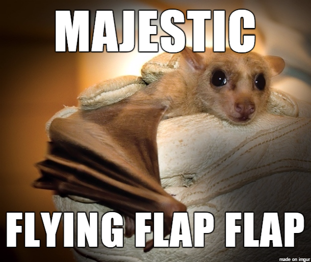 Majestic Flying Flap Flap