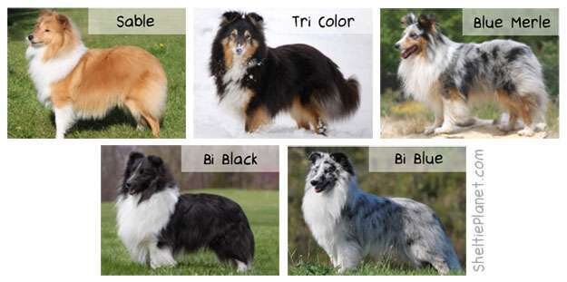 SHETLAND SHEEPDOG